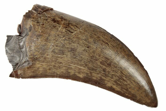 Serrated Tyrannosaur Tooth - Judith River Formation #189870